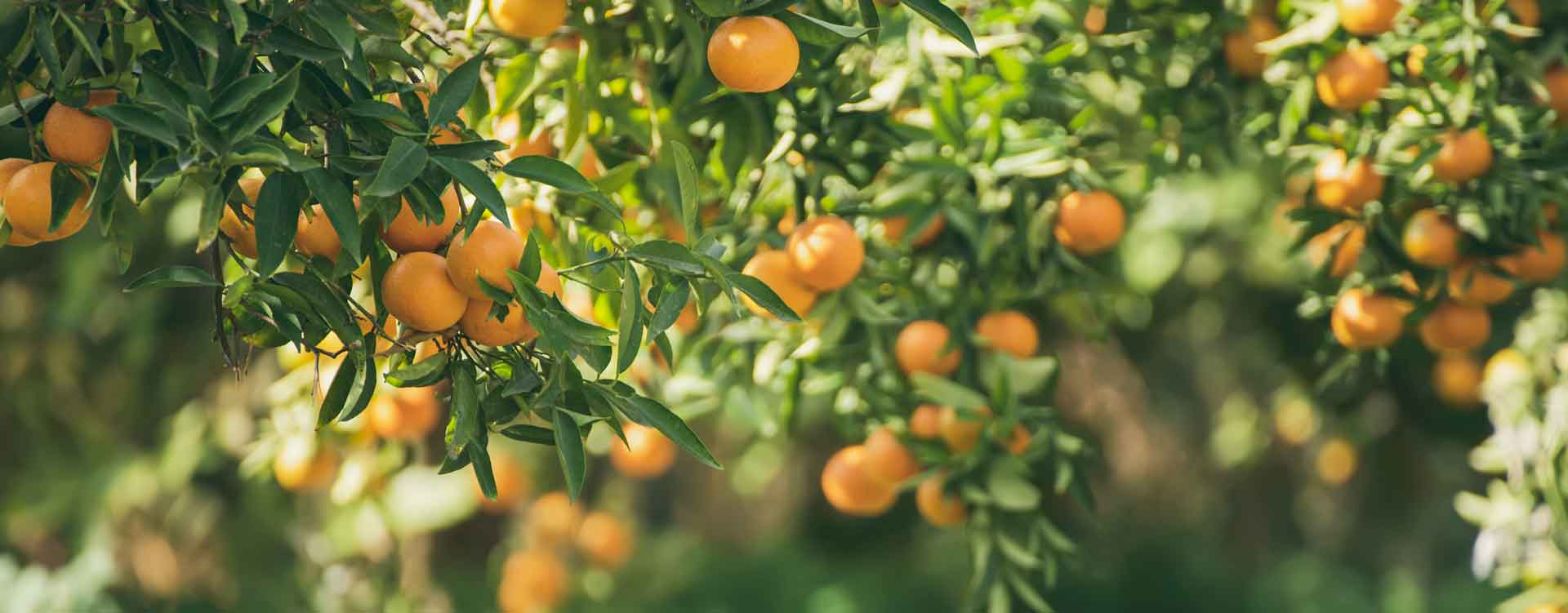 MCIT – Marketing Concepts Isabelle Tölg - Headerbild